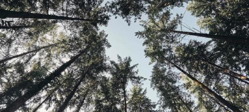 Jardin fleuri à Vernou